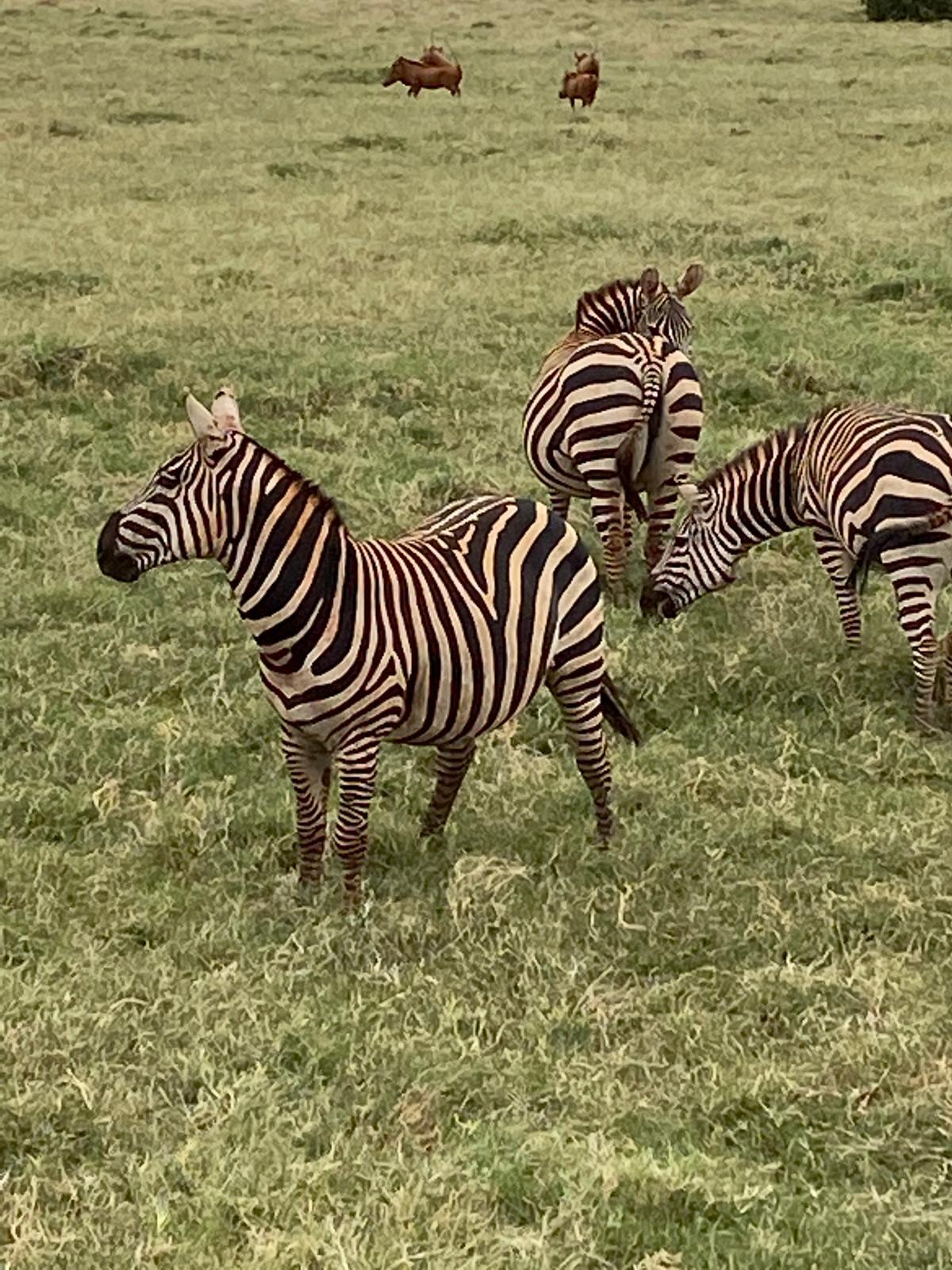 3 DAYS TSAVO EAST & WEST / TAITA HILLS / AMBOSELI