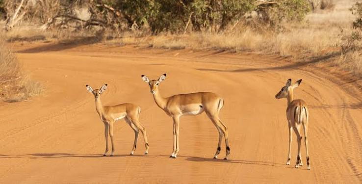 Tsavo East4