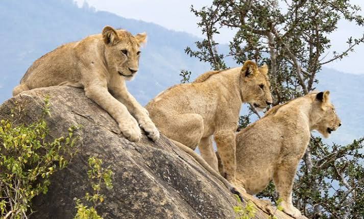 Taita Hills
